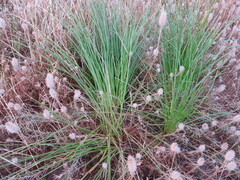 Trachyandra chlamydophylla