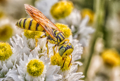 Philanthus multimaculatus