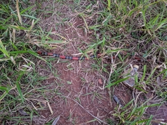 Micrurus altirostris