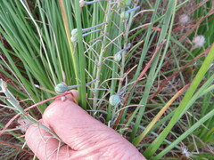 Trachyandra chlamydophylla