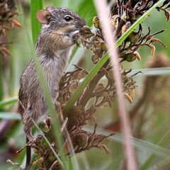 Rhabdomys pumilio