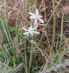 Trachyandra chlamydophylla