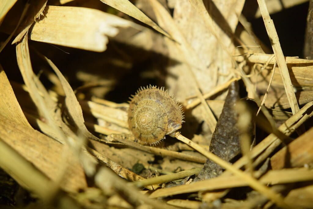 Aegista conomphala