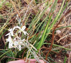 Trachyandra chlamydophylla