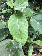 Dendrocnide meyeniana