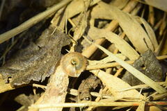 Plectotropis conomphala