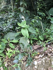 Dendrocnide meyeniana