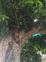 Sciurus granatensis