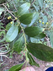 Aidia cochinchinensis