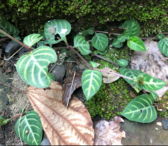 Lepidagathis inaequalis