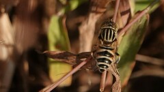 Eristalinus megacephalus