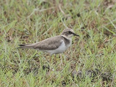 Charadrius dubius