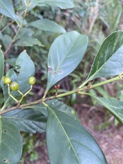 Aidia cochinchinensis