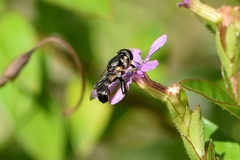 Syritta pipiens