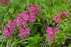 Rhododendron hirsutum