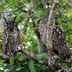 Bubo africanus africanus