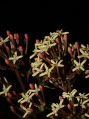 Ixora piresii