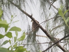 Accipiter gularis