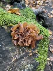Phaeotremella