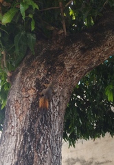 Sciurus granatensis