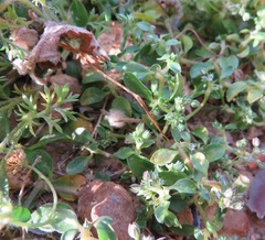 Polycarpon tetraphyllum