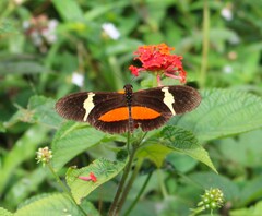 Heliconius clysonymus
