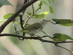 Phylloscopus coronatus