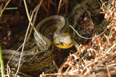 Elaphe quadrivirgata