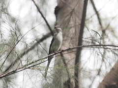 Pericrocotus divaricatus