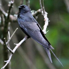 Psalidoprocne pristoptera