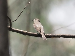 Muscicapa dauurica