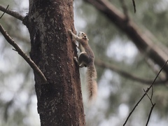 Callosciurus finlaysonii