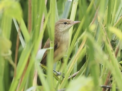 Acrocephalus orientalis