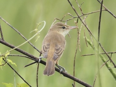 Acrocephalus orientalis