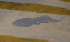 Clinotarsus curtipes