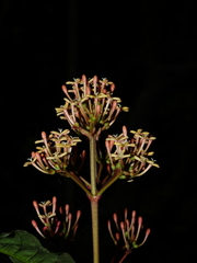 Ixora piresii