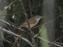 Acrocephalus orientalis
