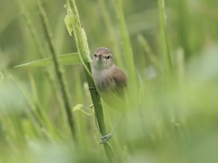 Acrocephalus orientalis