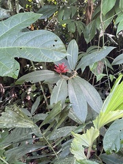 Costaceae