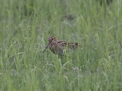 Gallinago stenura