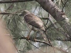 Accipiter badius