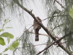 Accipiter gularis