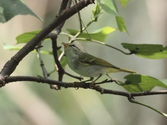 Phylloscopus coronatus