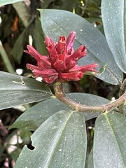 Costaceae