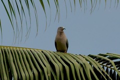Ducula pistrinaria
