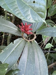 Costaceae