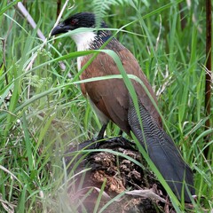 Centropus superciliosus burchellii