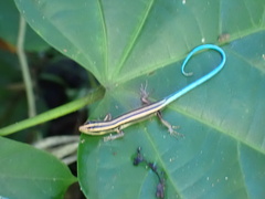Emoia caeruleocauda