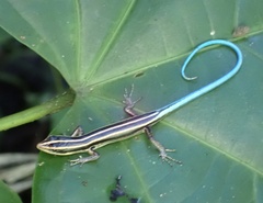 Emoia caeruleocauda