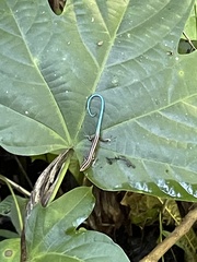 Emoia caeruleocauda